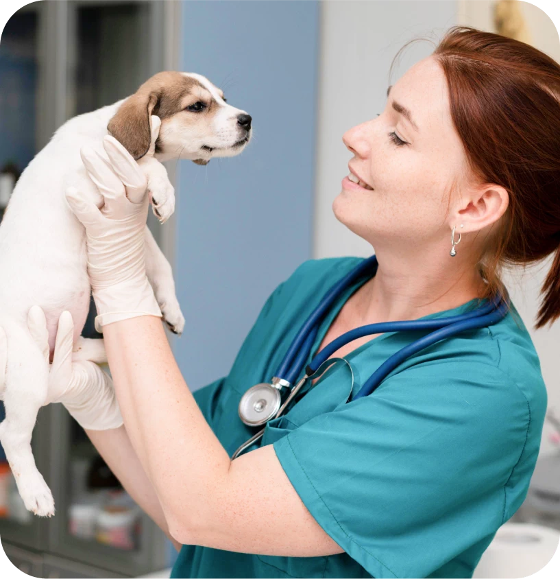 Vet examining puppy